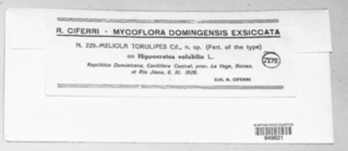 Meliola torulipes image